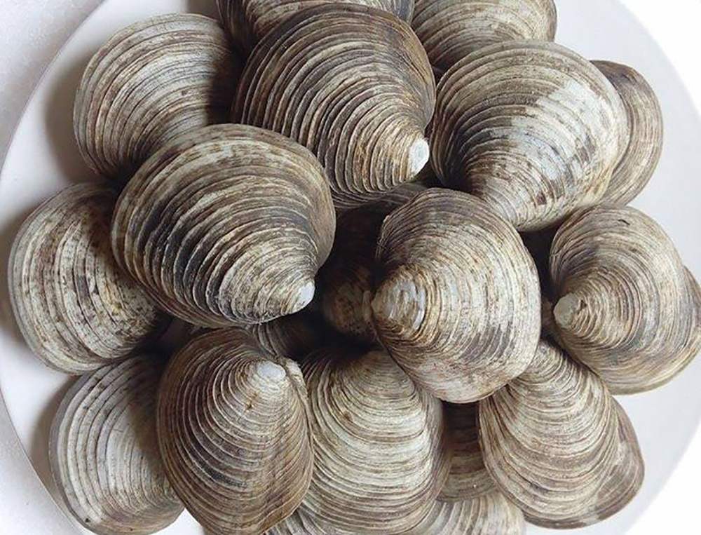 Ngán Hạ Long — đặc sản độc đáo của vùng biển Đông Bắc
